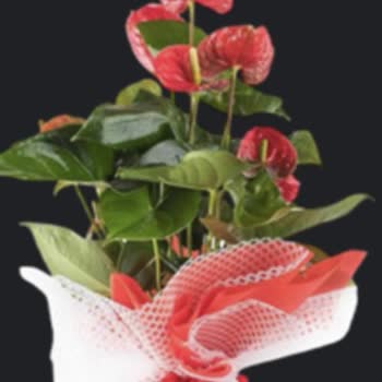 Kayseri Çiçek Evi Görselle Alakası Olmayan Ürün