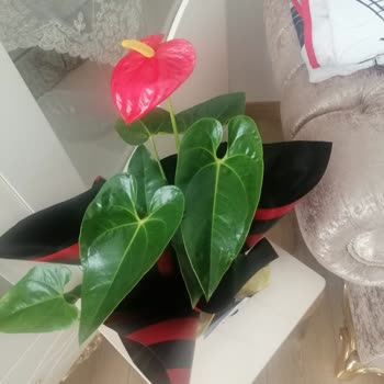 Kayseri Çiçek Evi Görselle Alakası Olmayan Ürün