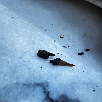 Marlboro Red Long İçinden Dal Parçası Çıktı