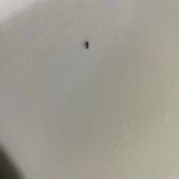 Aptamil Mama Böcek Çıktı