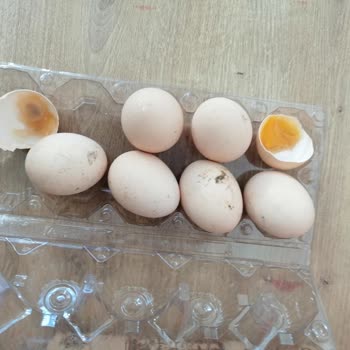 Hakmar Express Bozuk Yumurtayı İade Almadı