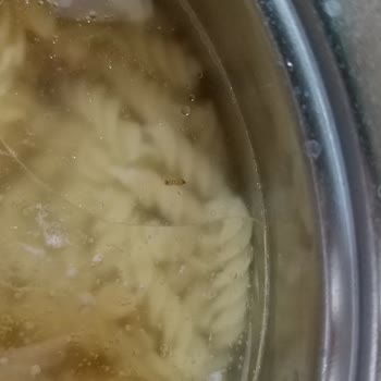 Piyale Burgu Makarnadan Kurtçuklar Çıktı