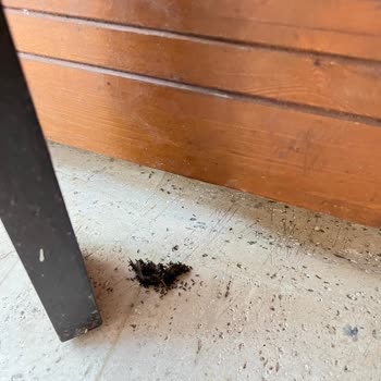 Belkon Belek Hotel Temizlikten Yoksun Odaları Ve Çalışanların Nezaketsizliği