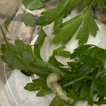 İzmir Pidem Kurt Çıkma, Hijyen Koşullarından Mahrum Yer.