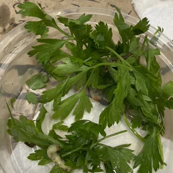 İzmir Pidem Kurt Çıkma, Hijyen Koşullarından Mahrum Yer.