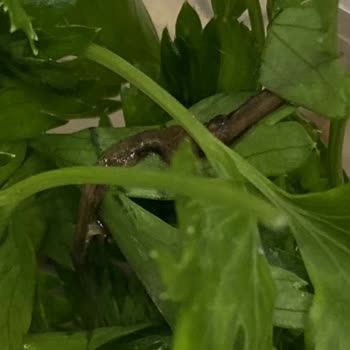 İzmir Pidem Kurt Çıkma, Hijyen Koşullarından Mahrum Yer.