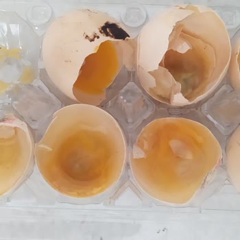 Ercanlar Yumurta Civciv Çıkıyor