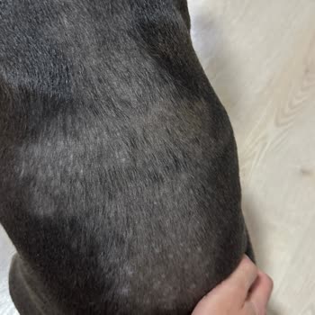 Staffturk Kennel Aldığım Köpek: Anlattıkları Ve Gerçekler