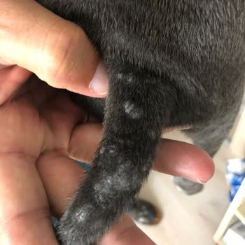 Staffturk Kennel Aldığım Köpek: Anlattıkları Ve Gerçekler