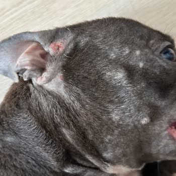 Staffturk Kennel Aldığım Köpek: Anlattıkları Ve Gerçekler