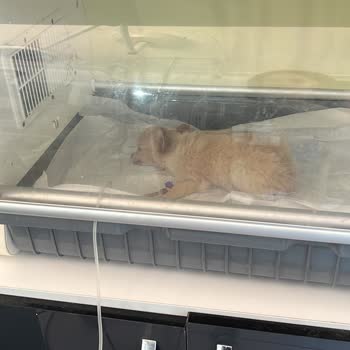 Doğa Köpek Üretim Çiftliğinde Zulüm