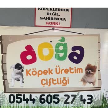 Doğa Köpek Üretim Çiftliğinde Zulüm