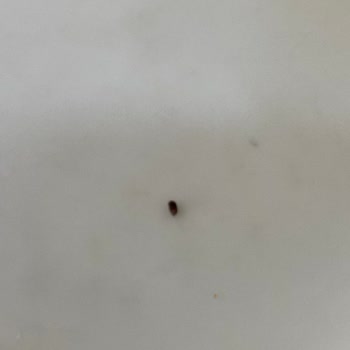 Köfteci Ramiz Gaziosmanpaşa (Avrupa Konutları TEM)