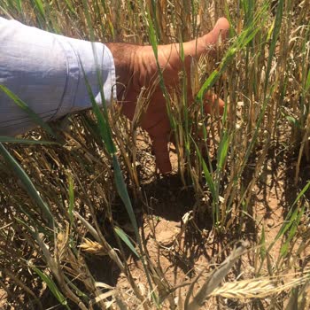 TARSİM Kuraklık Sonucu İtirazı