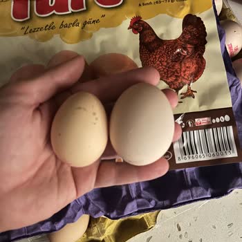 Türe Yumurta L Pakette Küçük Yumurtalar Satıyor