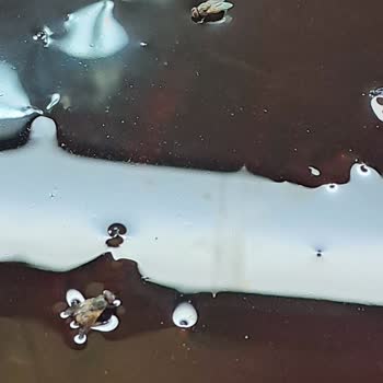 Halal Paradise Didim Mağduriyeti