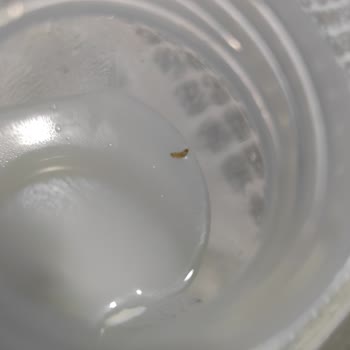 Bebelac Mama Canlı Kurt Çıktı