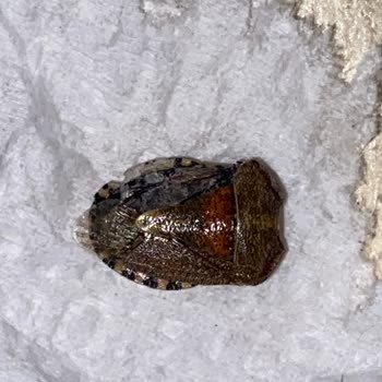 Simbat Kuruyemiş Çekirdek Paketi İçerisinde Böcek Çıktı