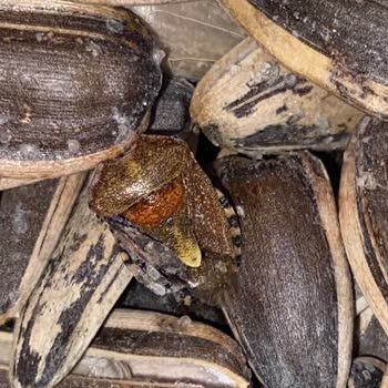 Simbat Kuruyemiş Çekirdek Paketi İçerisinde Böcek Çıktı