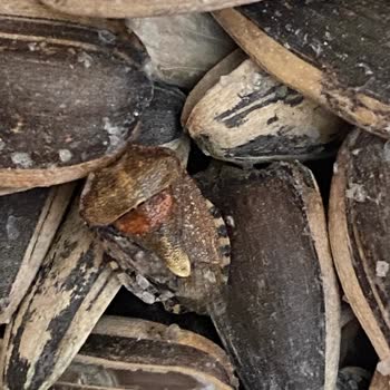 Simbat Kuruyemiş Çekirdek Paketi İçerisinde Böcek Çıktı