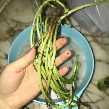 Getir Çürük Sebze Yolluyor