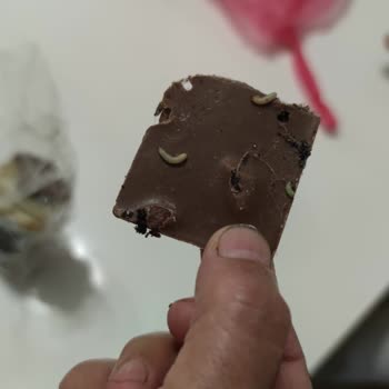 Bolçi Çikolatanın İçinden Canlı Kurtlar Çıktı