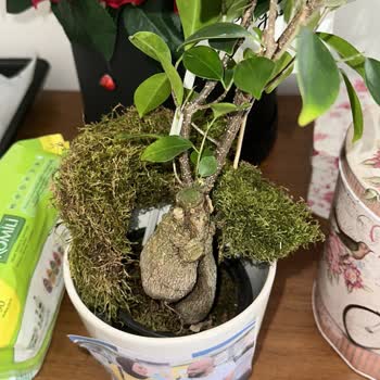 Lieferproblem und minderwertige Produkte von ÇiçekSepeti