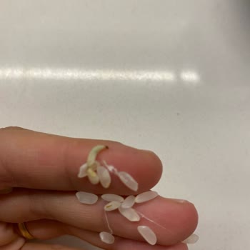 Yayla Bakliyat Pirinçten Kurt Çıkması