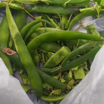 Profilo Buzdolabımın Hâlâ Tamir Edilmemesi