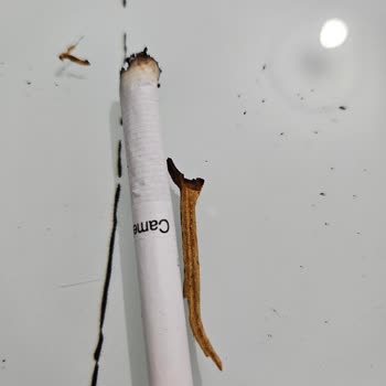 JTI Sigaradan Odun Çıktı