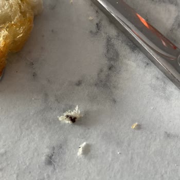 BİM Ekmekten Böcek Çıktı