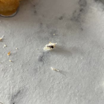 BİM Ekmekten Böcek Çıktı