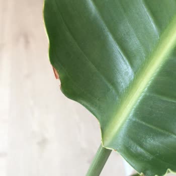 Fidanburada Kuru Çiçek Göndermesi