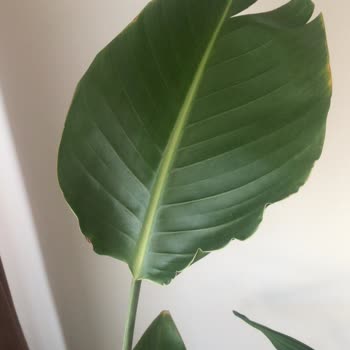 Fidanburada Kuru Çiçek Göndermesi