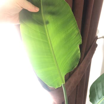 Fidanburada Kuru Çiçek Göndermesi