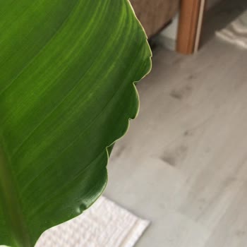 Fidanburada Kuru Çiçek Göndermesi