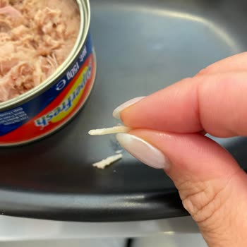 Superfresh Ton Balığından Çıkan Cisim