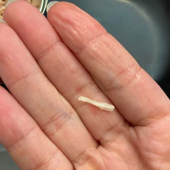 Superfresh Ton Balığından Çıkan Cisim