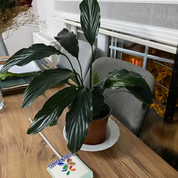 ÇiçekSepeti'nden Alınan Çiçeklerde Yaşanan Sorun