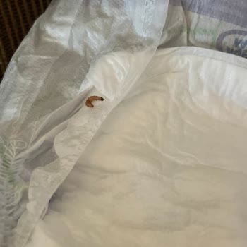 Evy Baby Bebek Bezi Kurt Çıkması