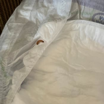 Evy Baby Bebek Bezi Kurt Çıkması