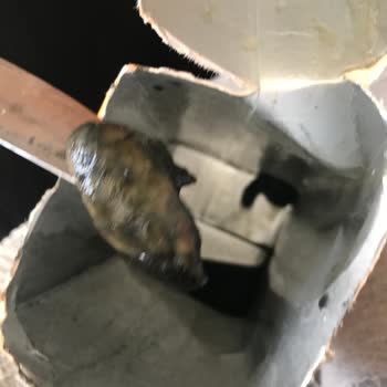 BİM İçinden Çıkan Siyah Tuhaf Nesne