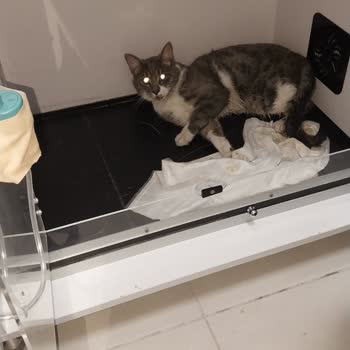 Hüseyingazi Veteriner Kliniği Hatası