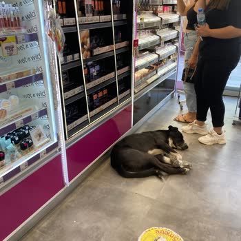 Gratis Mağaza Düzensizliği Ve Pis Görüntü SÜ