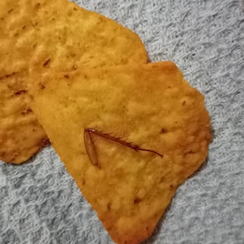 Şok Zincir Marketten Alınan Amigo Cips