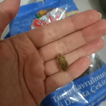 Simbat Marka Çekirdeğin İçinden Diken Çıktı