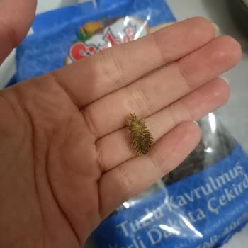 BİM Simbat Marka Çekirdeğin İçinden Diken Çıktı