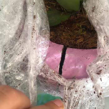 ÇiçekSepeti Solmuş Çiçek Ve Vazo Kırık