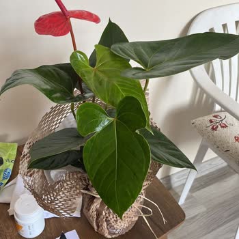 ÇiçekSepeti Kusurlu/eksik Ürün Gönderimi