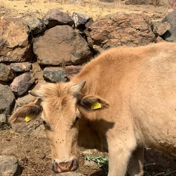 TARSİM Sigortalı Hayvanlarımız Sigorta Bakamam Diyor
